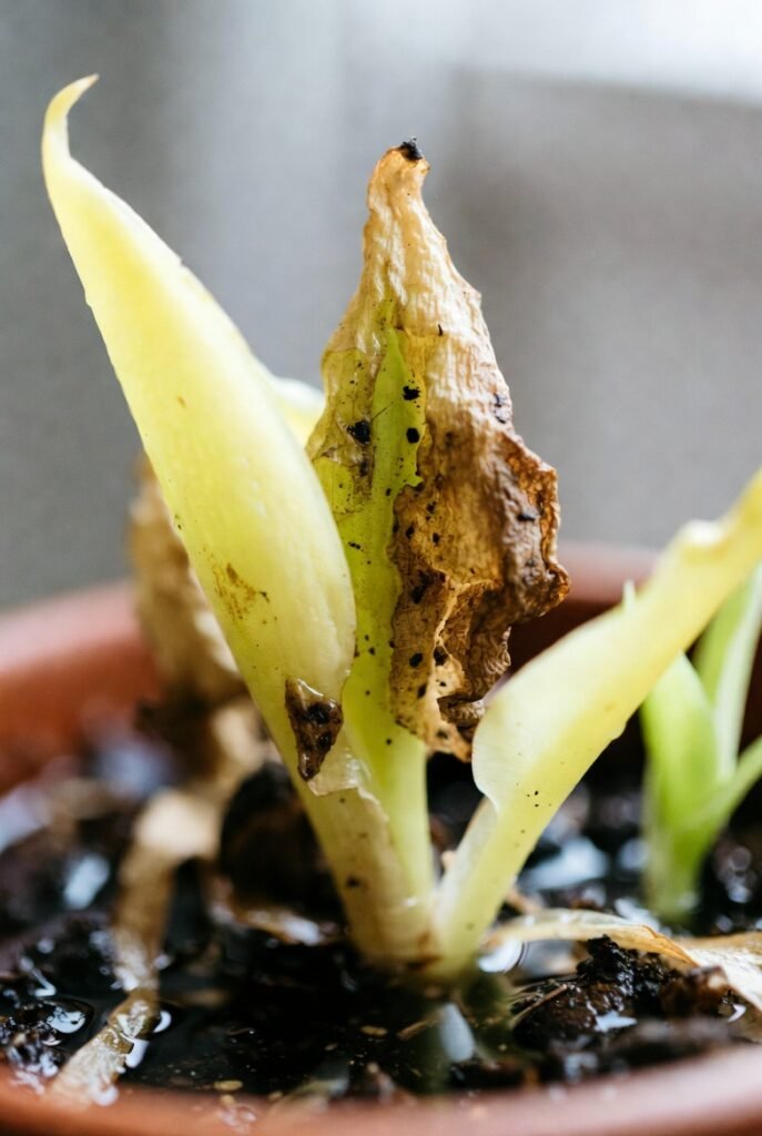 Overwatering