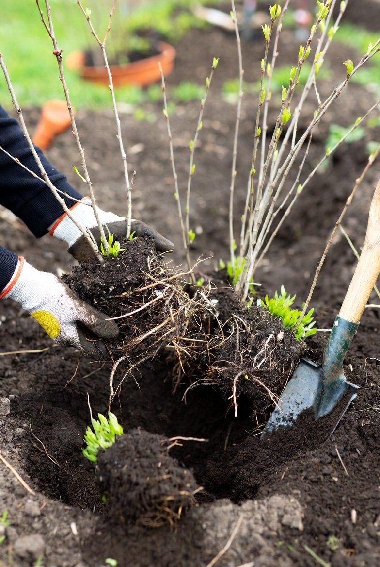 Use Raised Beds for Better Drainage and Easier Care