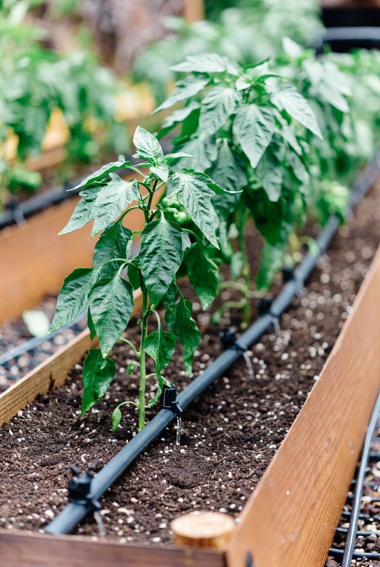 Drip-Irrigated Raised Bed Layout