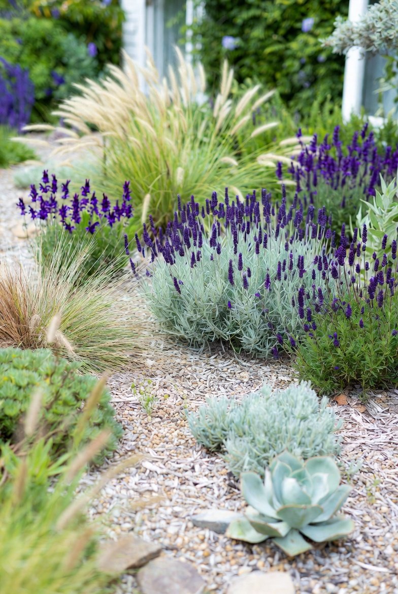 Choose Low-Water Plants for a Modern, Waterwise Twist