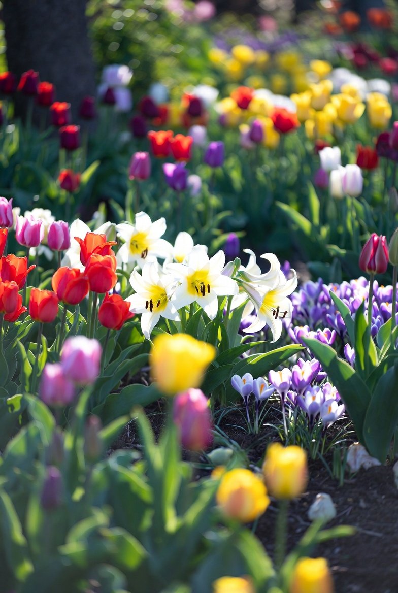 A Seasonal Bulb Garden for Year-Round Color