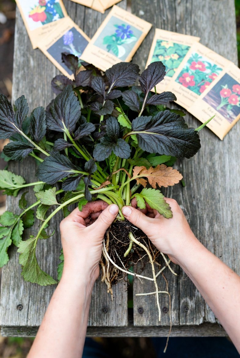 Save Money With Seeds and Divided Perennials