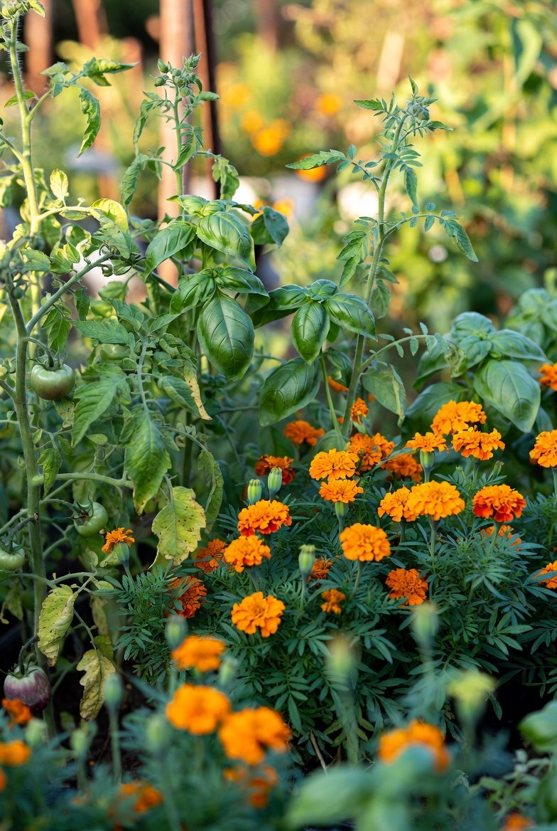 Companion Planting Layout