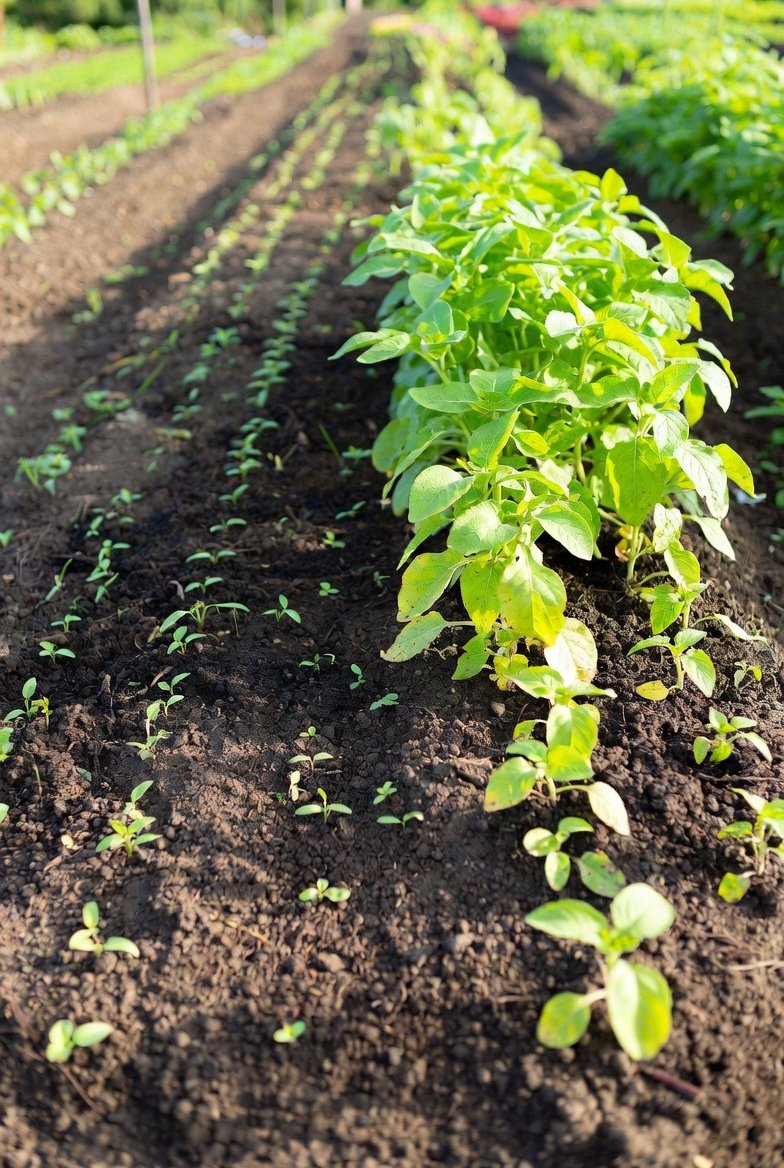 Stagger Plantings for a Steady Harvest, Not One Big Glut