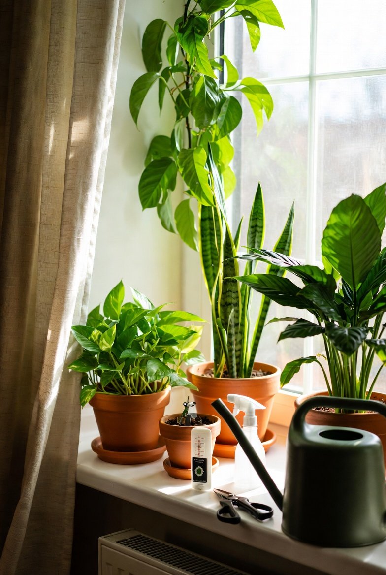 Beginner plant care tips with healthy houseplants, watering tools, and natural light for keeping plants alive