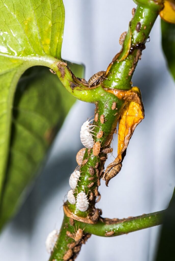 Mealybugs and Scale