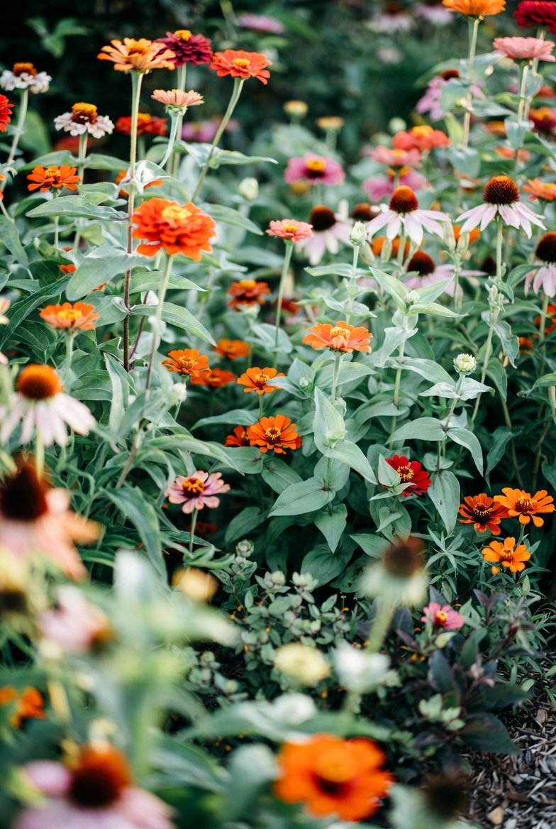 Mix Annuals and Perennials From Day One