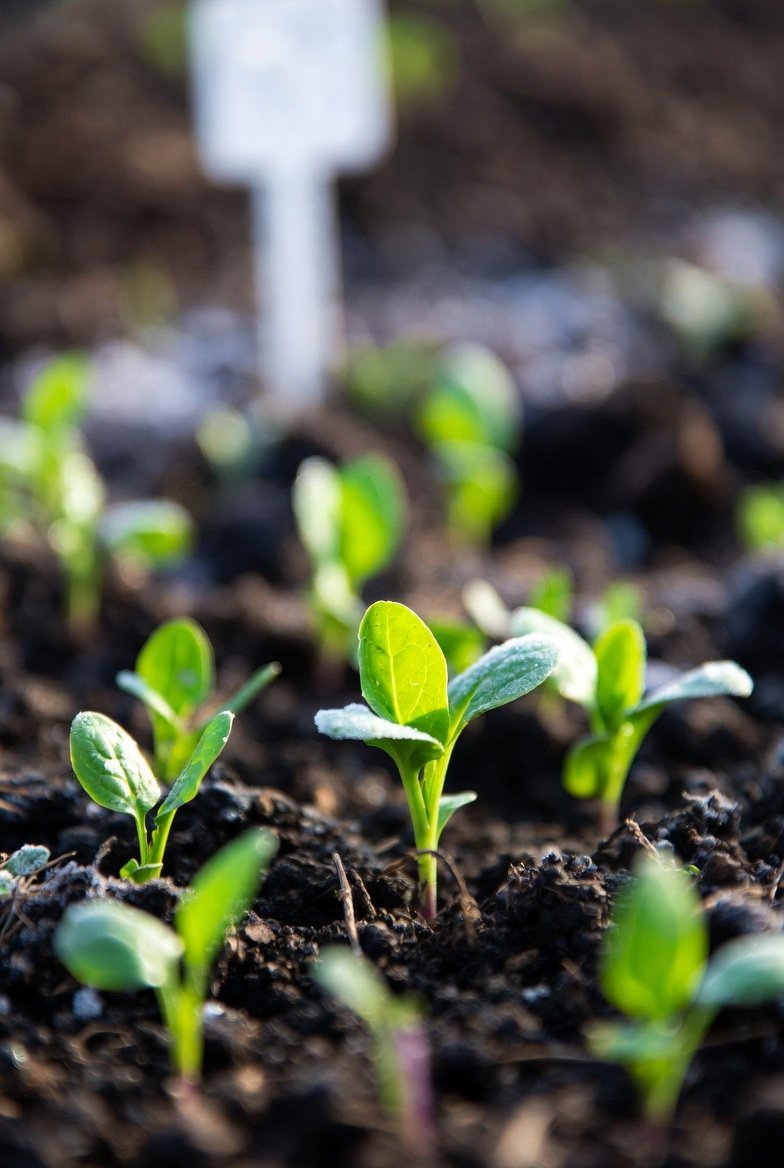 Save Warm-Season Vegetables for After Your Last Frost