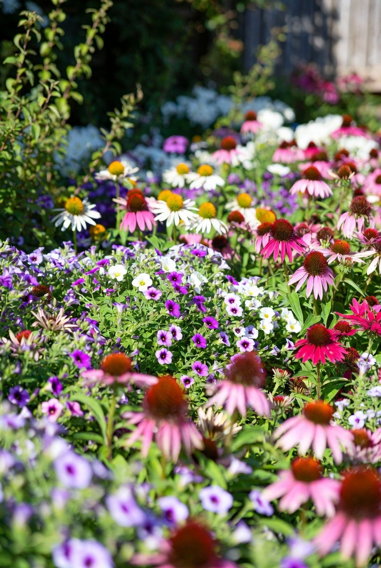Choose Self-Deadheading Varieties