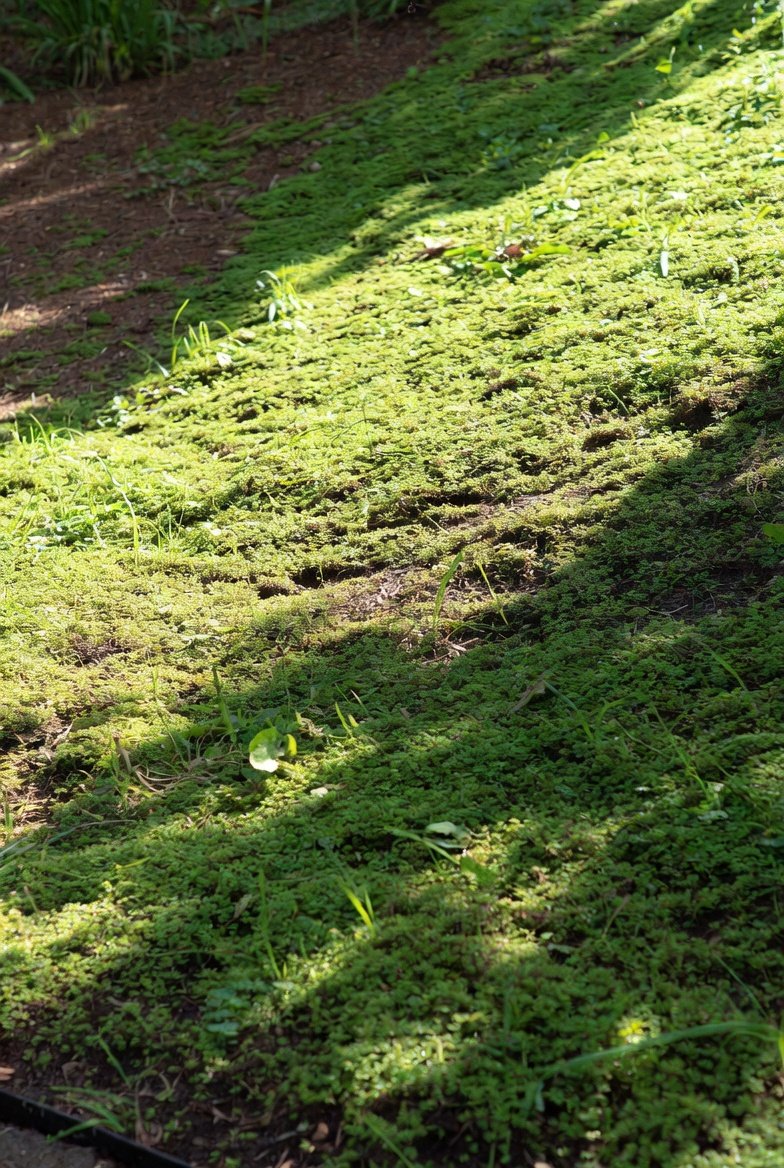 Swap Problem-Area Grass for Groundcover