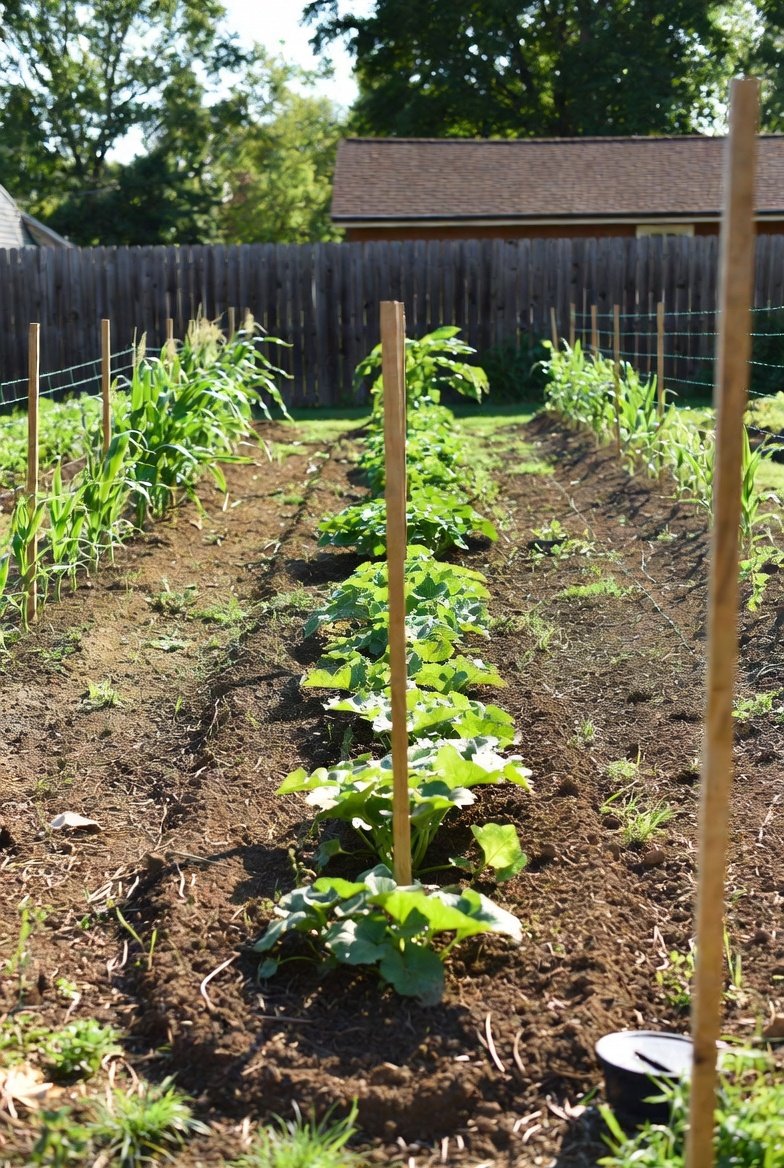 Traditional Row Garden
