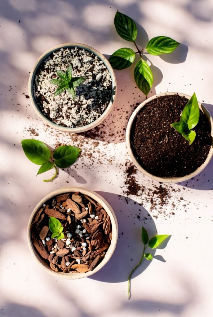 Choose the Right Soil for the Plant