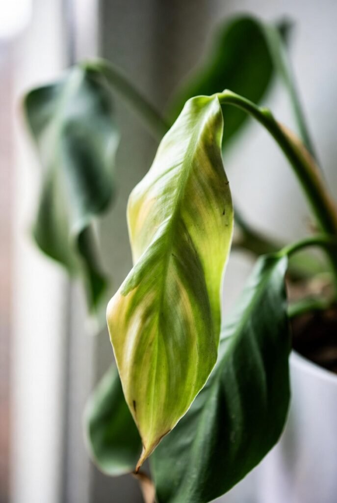 Know the Signs Your Plant Is Trying to Tell You Something