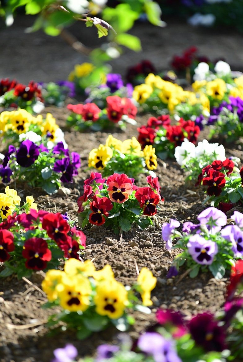  Plant Spring Bulbs for a Classic Seasonal Display