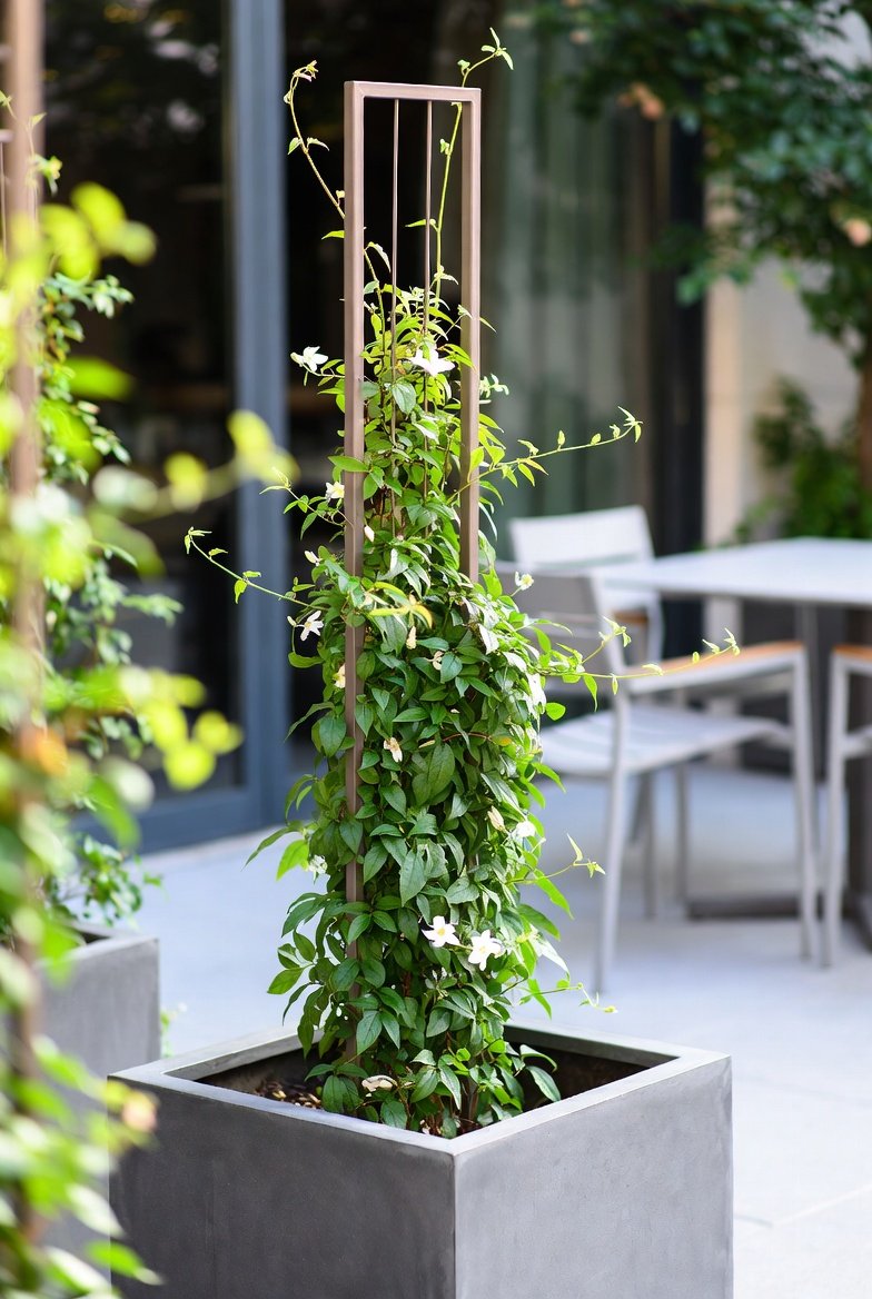 Add a Trellis to a Planter for Vertical Interest