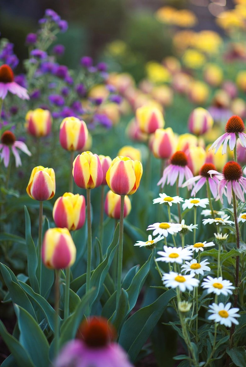 Plan for Bloom Succession, Not Just Bloom Color