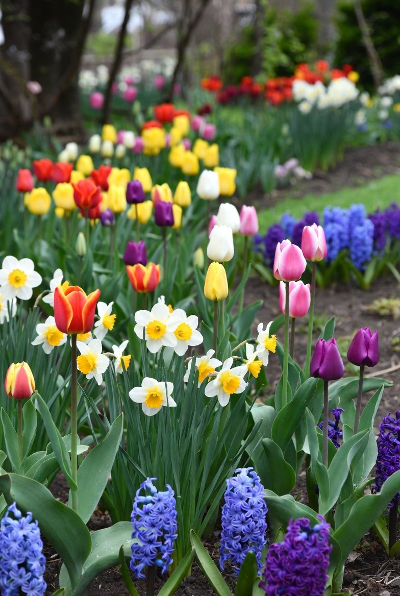 Add Pollinator-Friendly Flowers