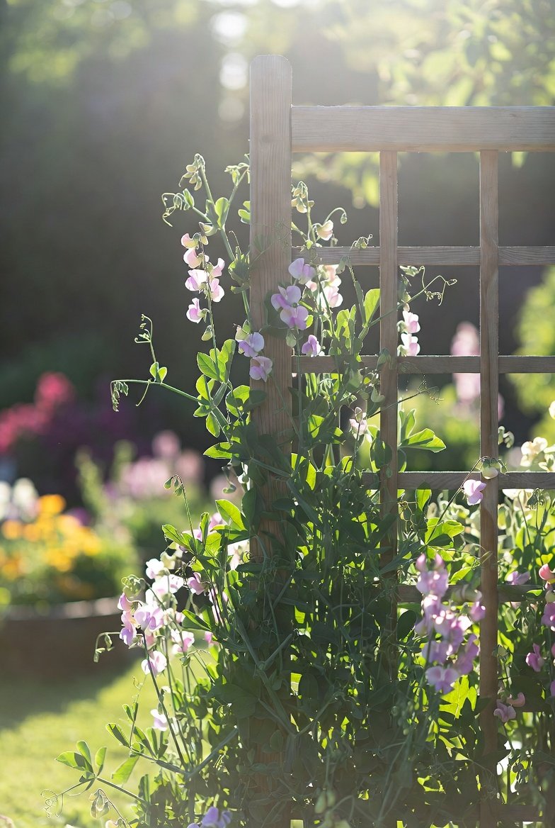 Add One Fragrant Climber for Free Vertical Interes