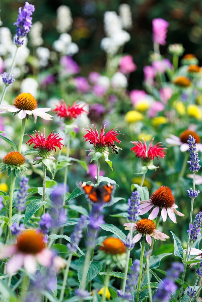 Plant Peonies and Other Spring Perennials