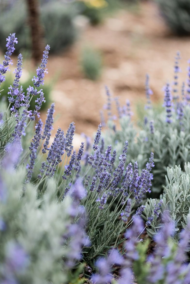 Prioritize Drought-Tolerant and Deer-Resistant Plants