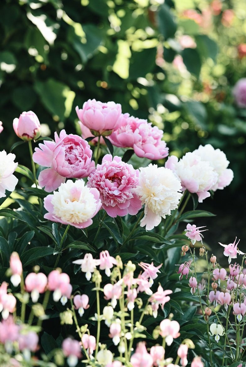 Add Fragrant Blooms for a Multi-Sensory Garden
