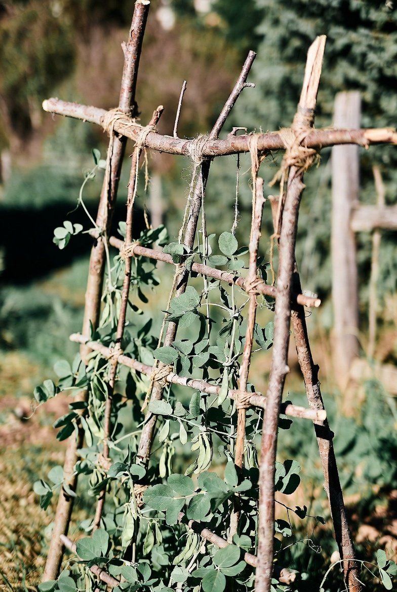 Build a DIY Trellis From Fallen Branches