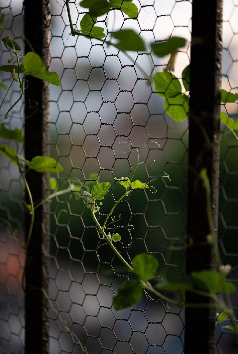  Cover Railings With Chicker Wire for Climbing Plants